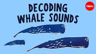 How does whale communication work? - David Gruber and Shane Gero