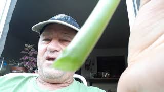 Understanding Plant Root to Shoot Ratios!