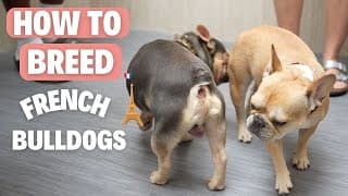How to Breed French Bulldogs (TCI Method)